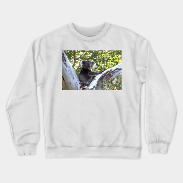 Koala in the Gumtree  - by Avril Thomas Crewneck Sweatshirt by MagpieSprings